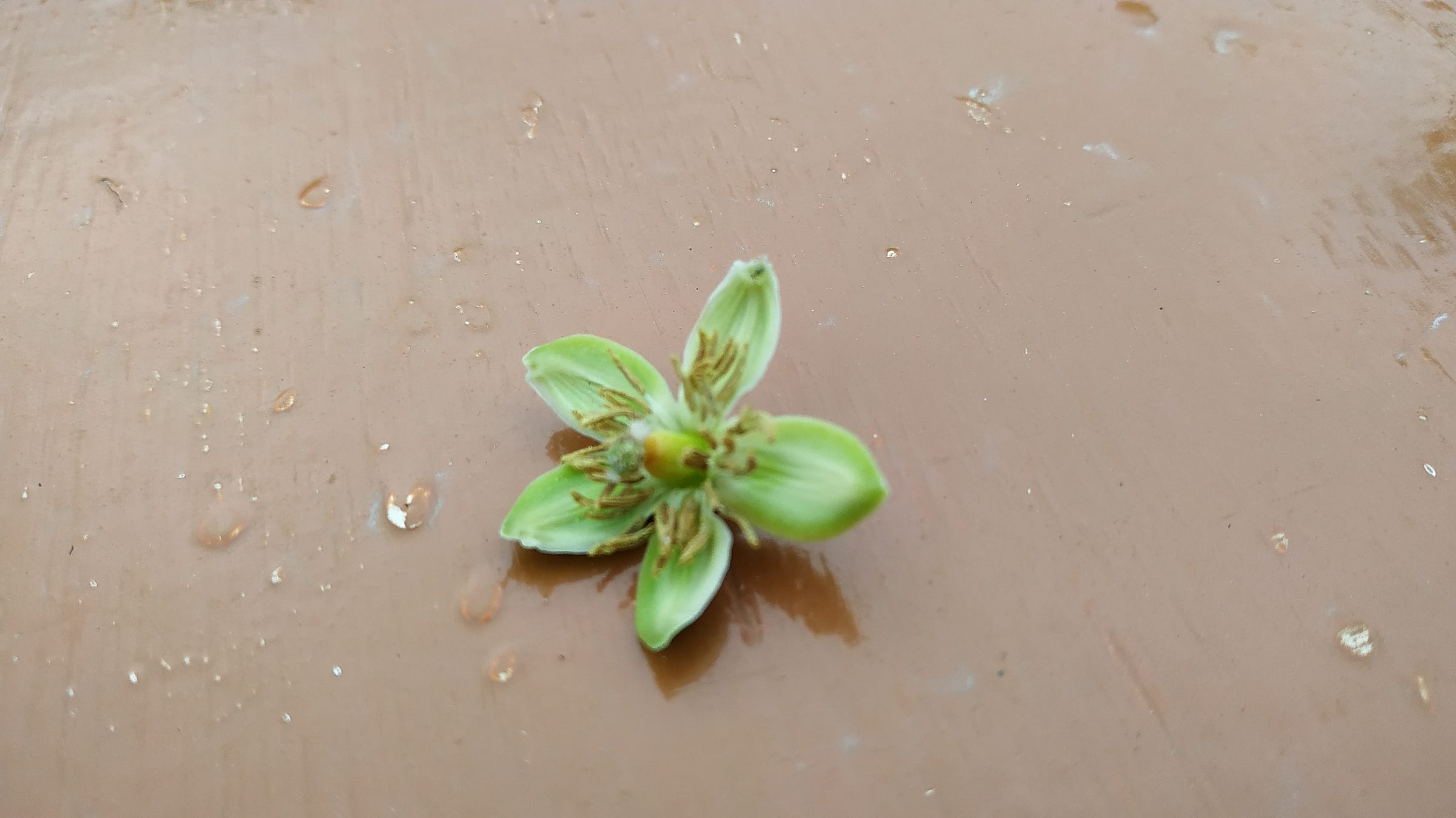 Raj Medium raj-medium