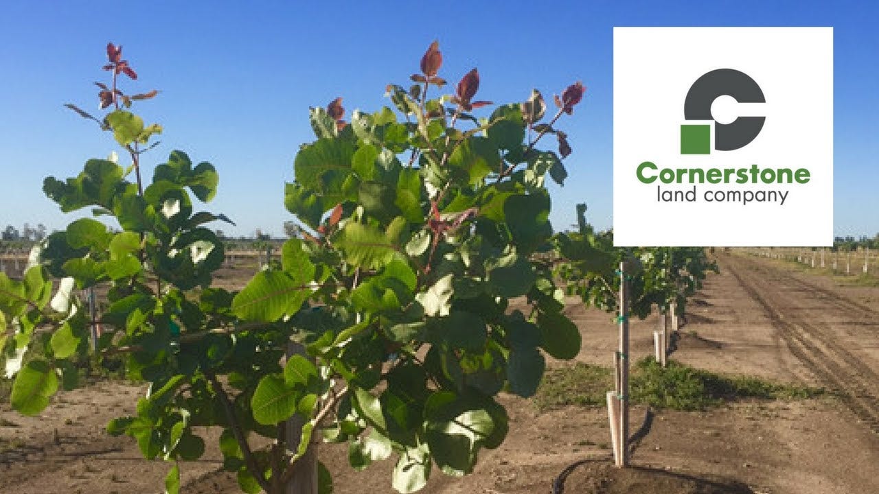 Pistachio Orchard for Sale California Medium