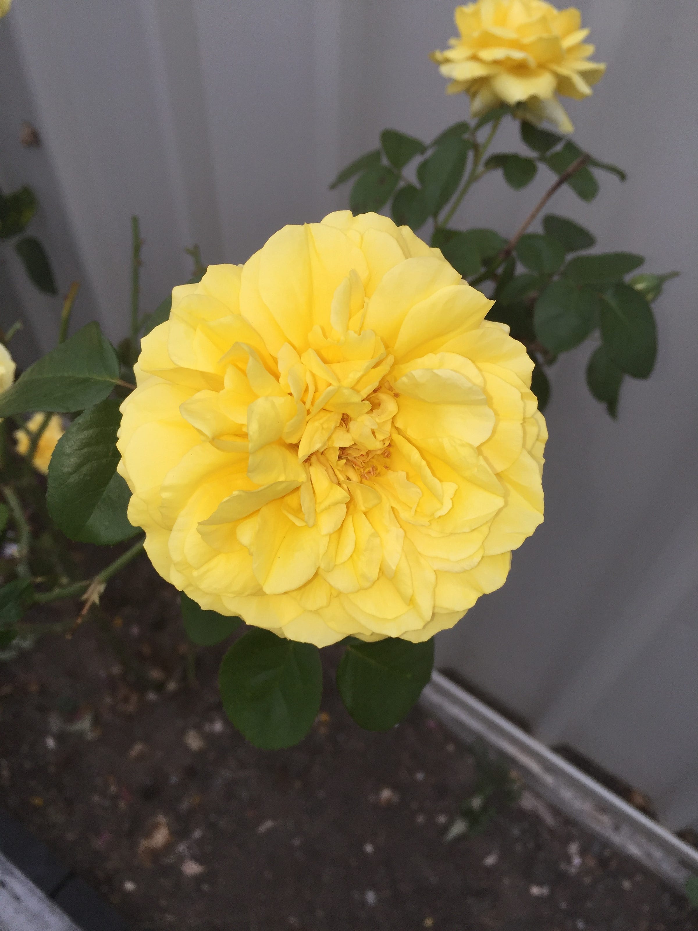 Rebecca Jones – Medium