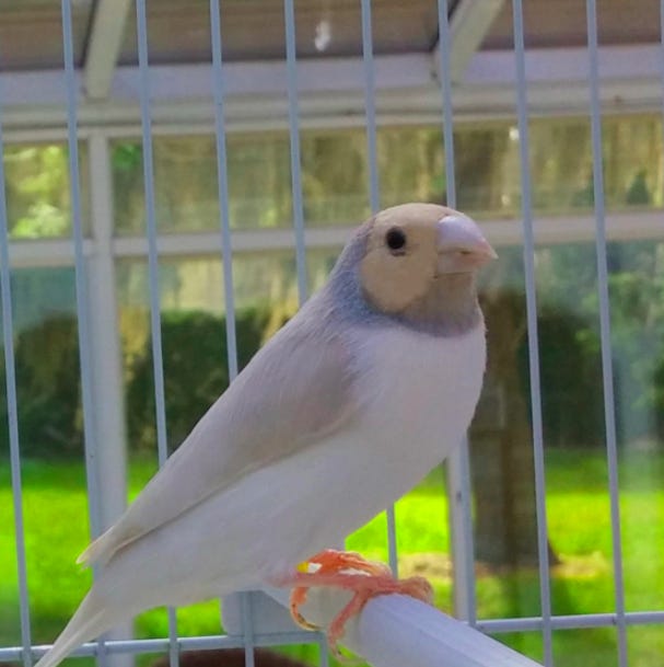 About – Gouldian Finches for Sale Near Me – Medium