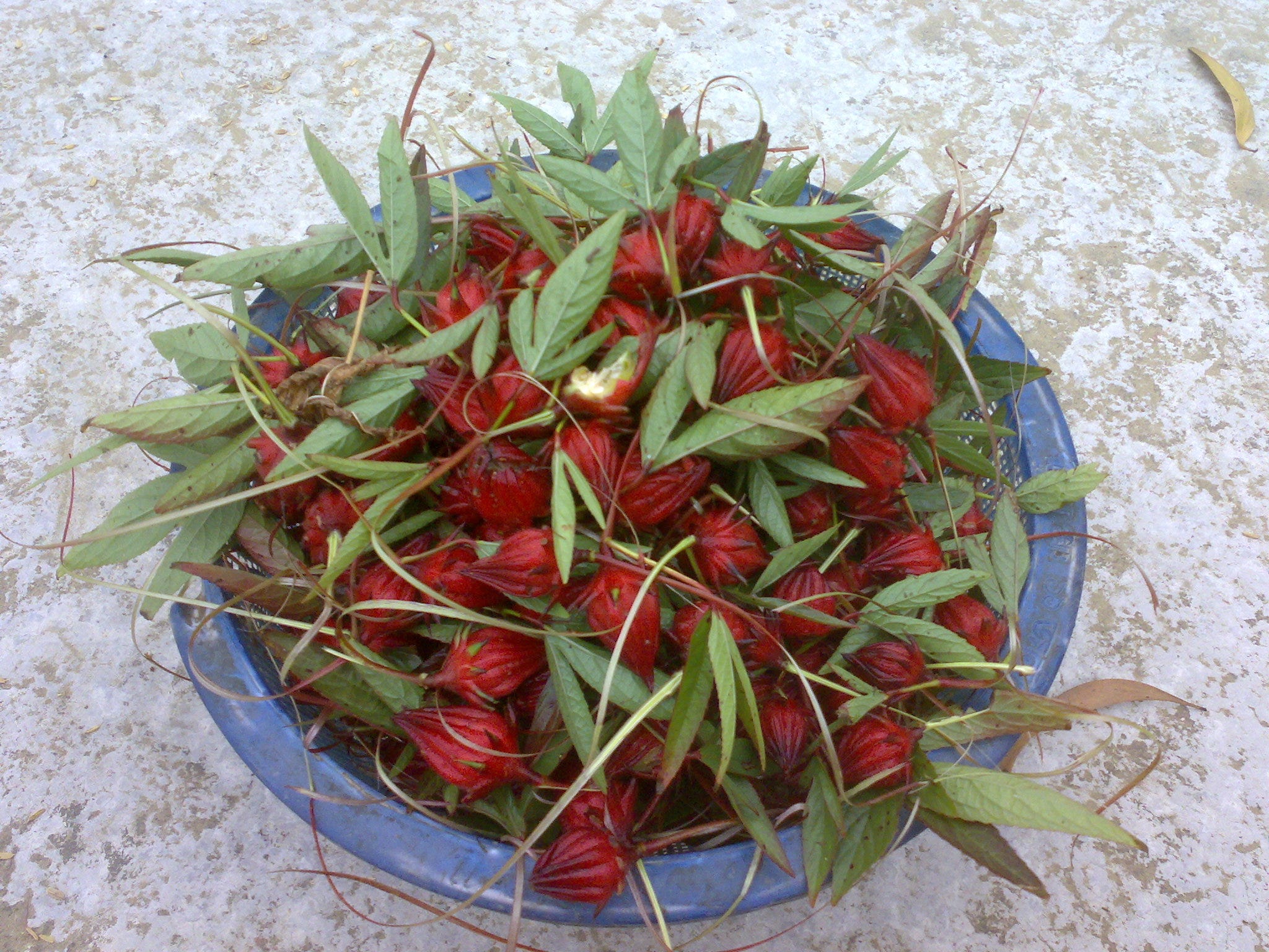 Sadia Sultana Saima Medium
