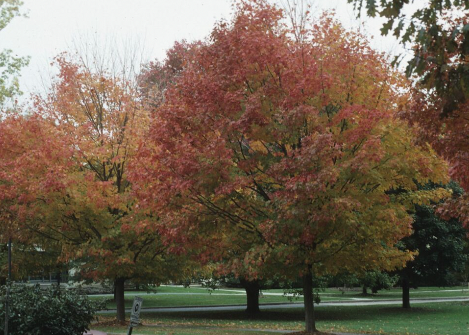 Arborists certification study guide Medium Arborists certification study guide Medium