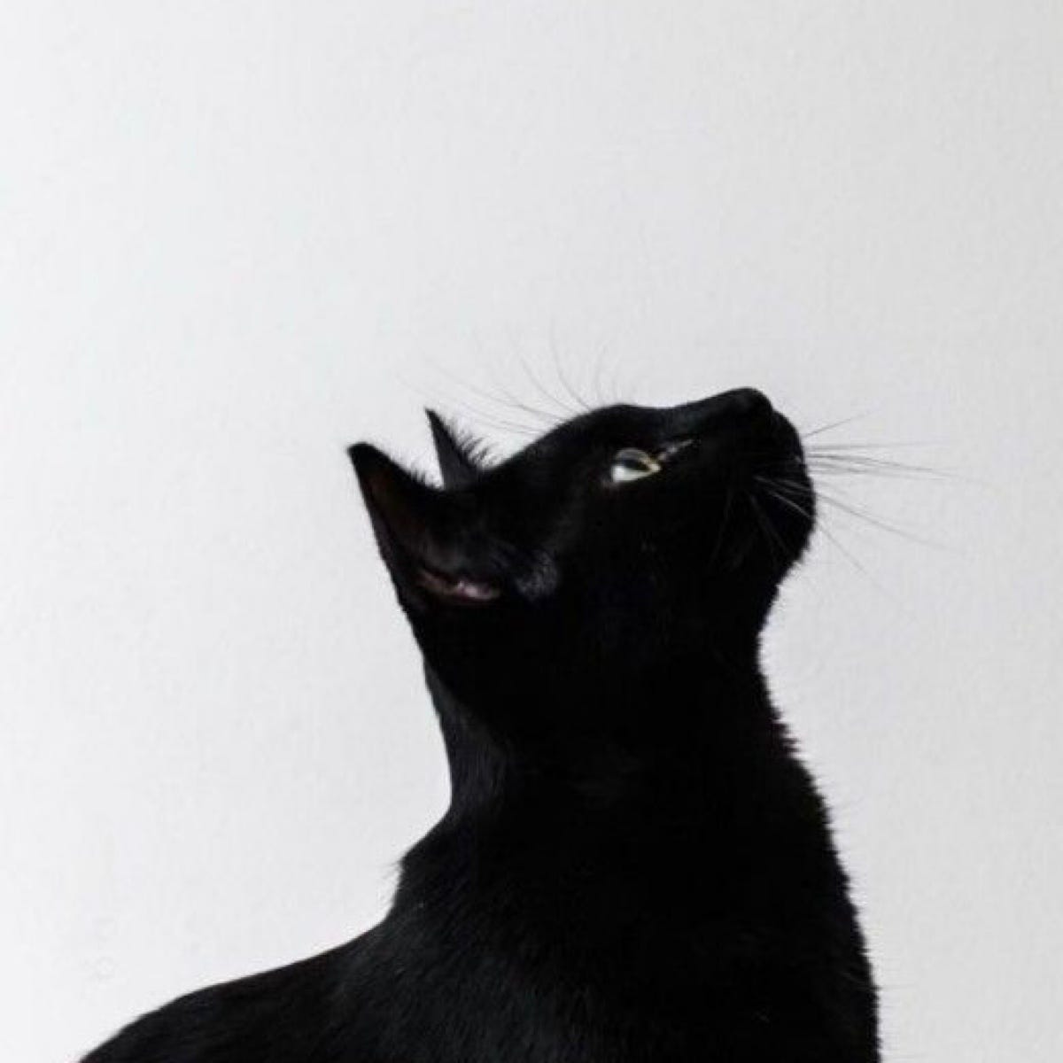 Mol Medium mol-medium