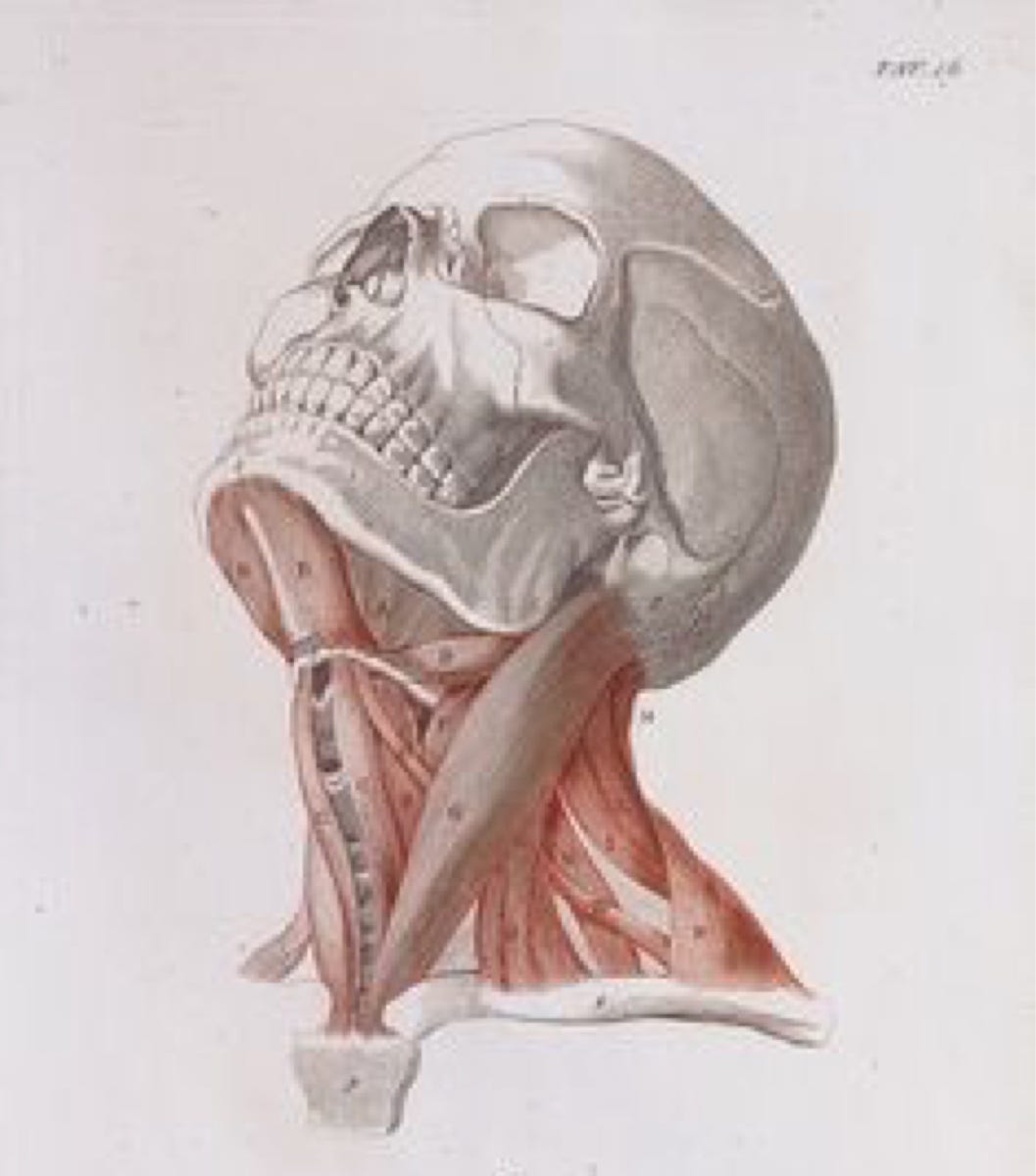 Пластическая анатомия костей черепа. Пластическая анатомия череп. Мышцы черепа. Пластическая анатомия человека мышцы шеи. Скелет головы и шеи.