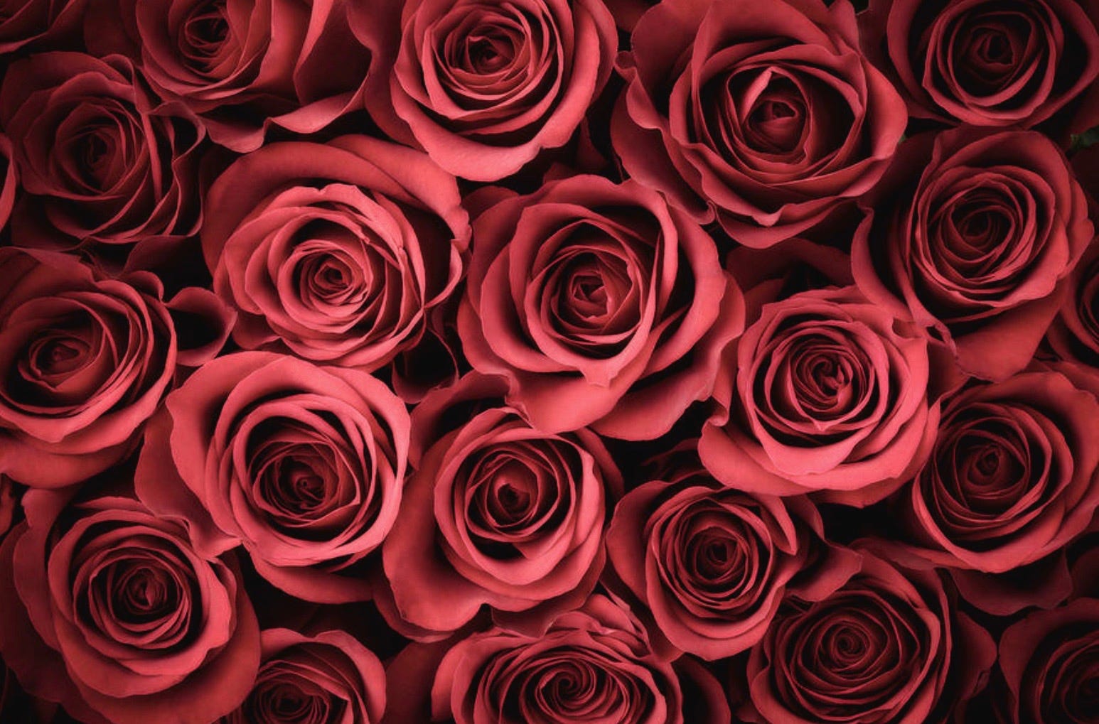 Rose Waters Medium