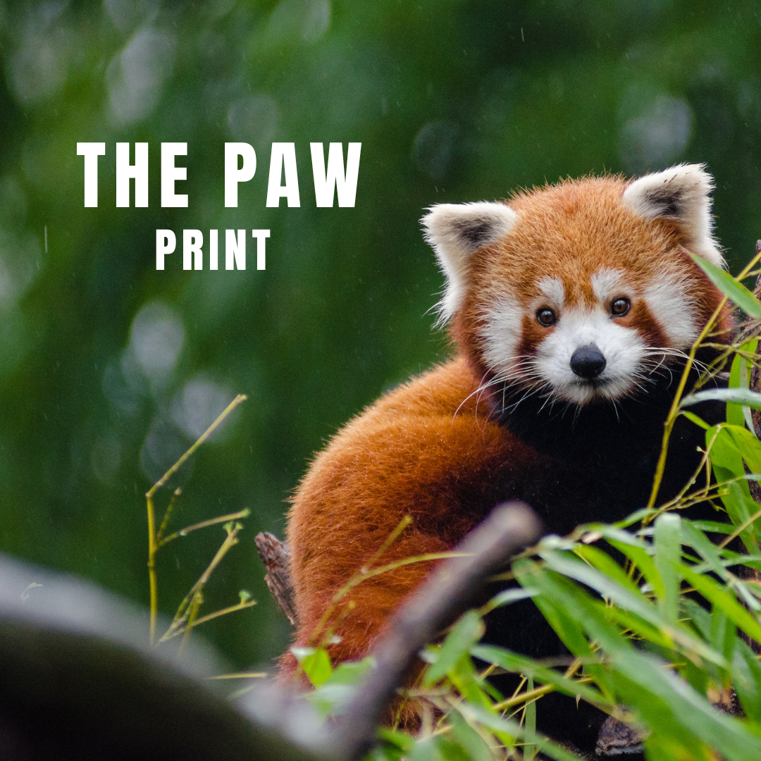 The Paw Print Medium