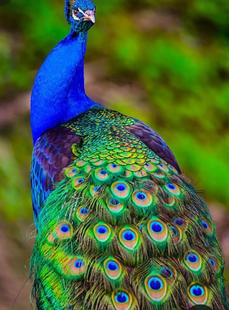 Proud peacock medium