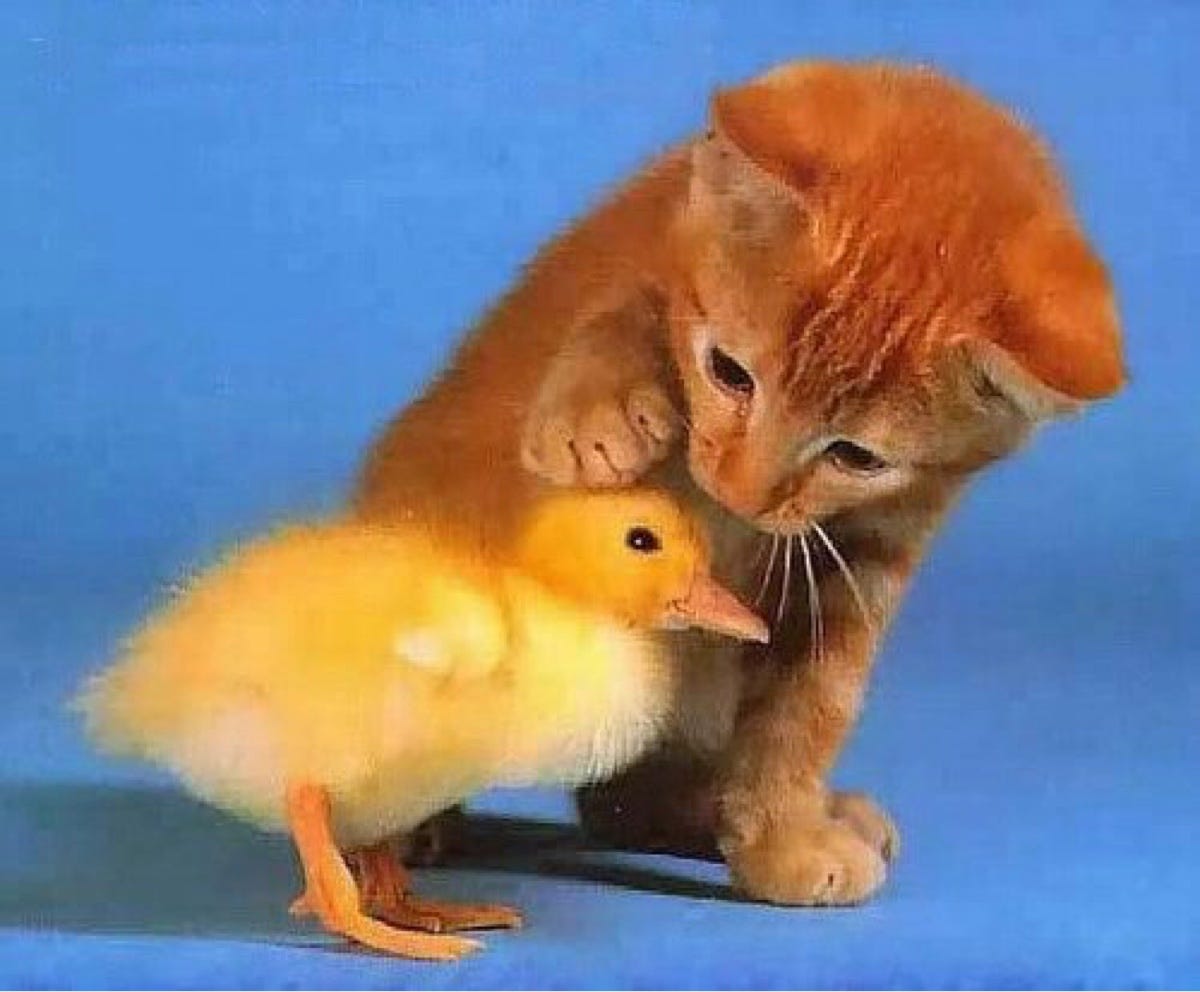 Cat duck. Котенок и цыпленок. Кот и утенок. Утка и котенок. Котята и цыплята смешные.