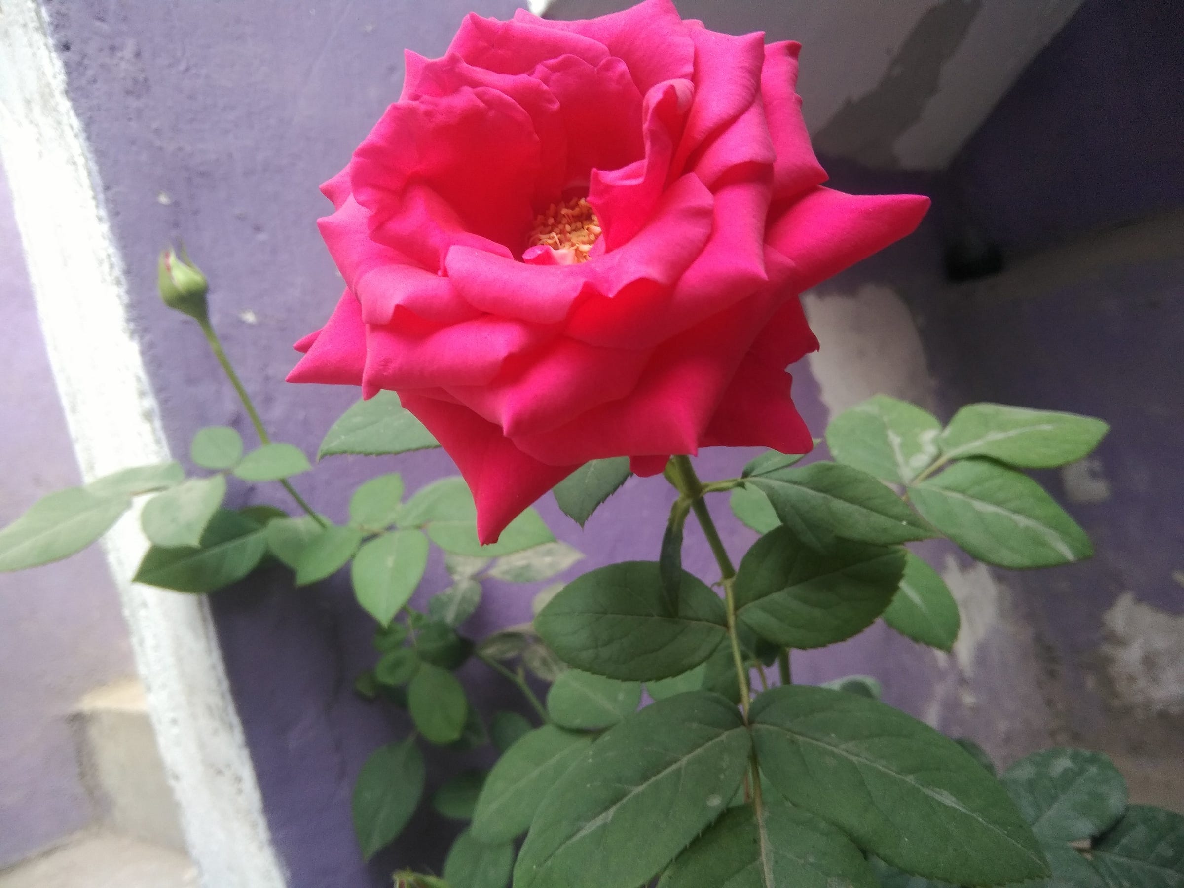 Mohammad hirani medium