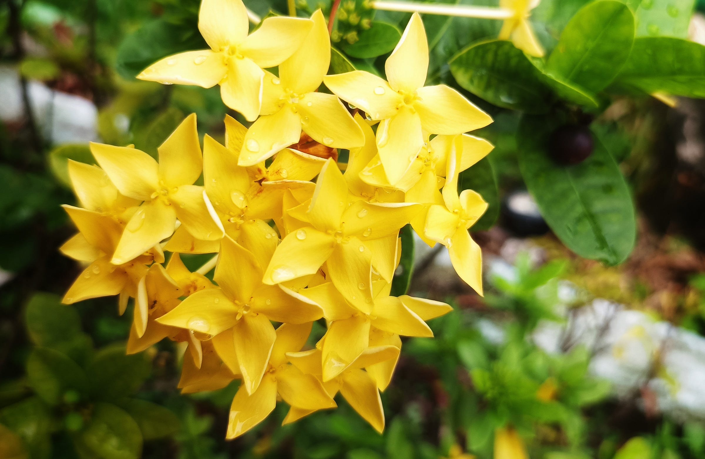 Asoka flowers Medium