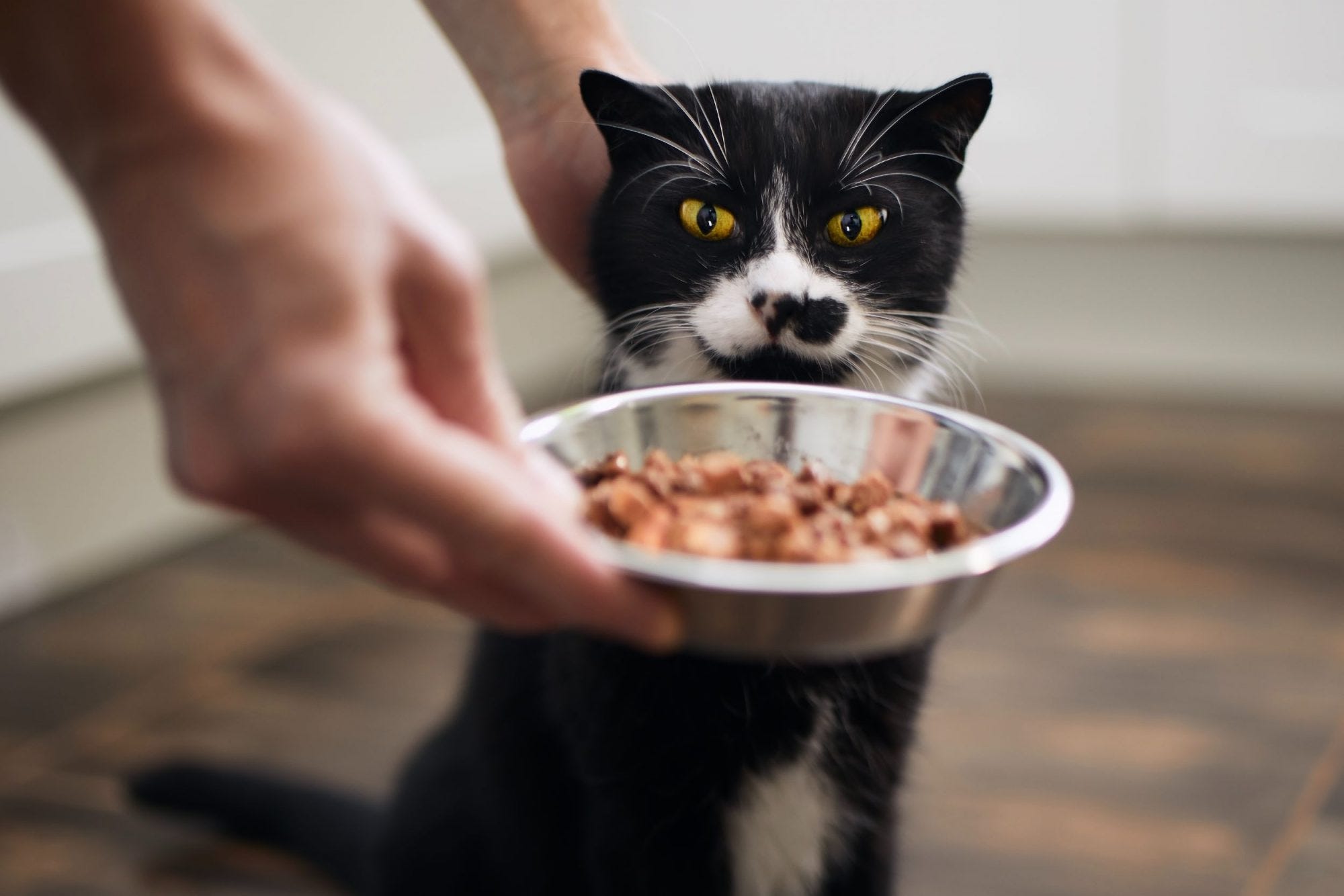 About – Cat Dry Foods – Medium