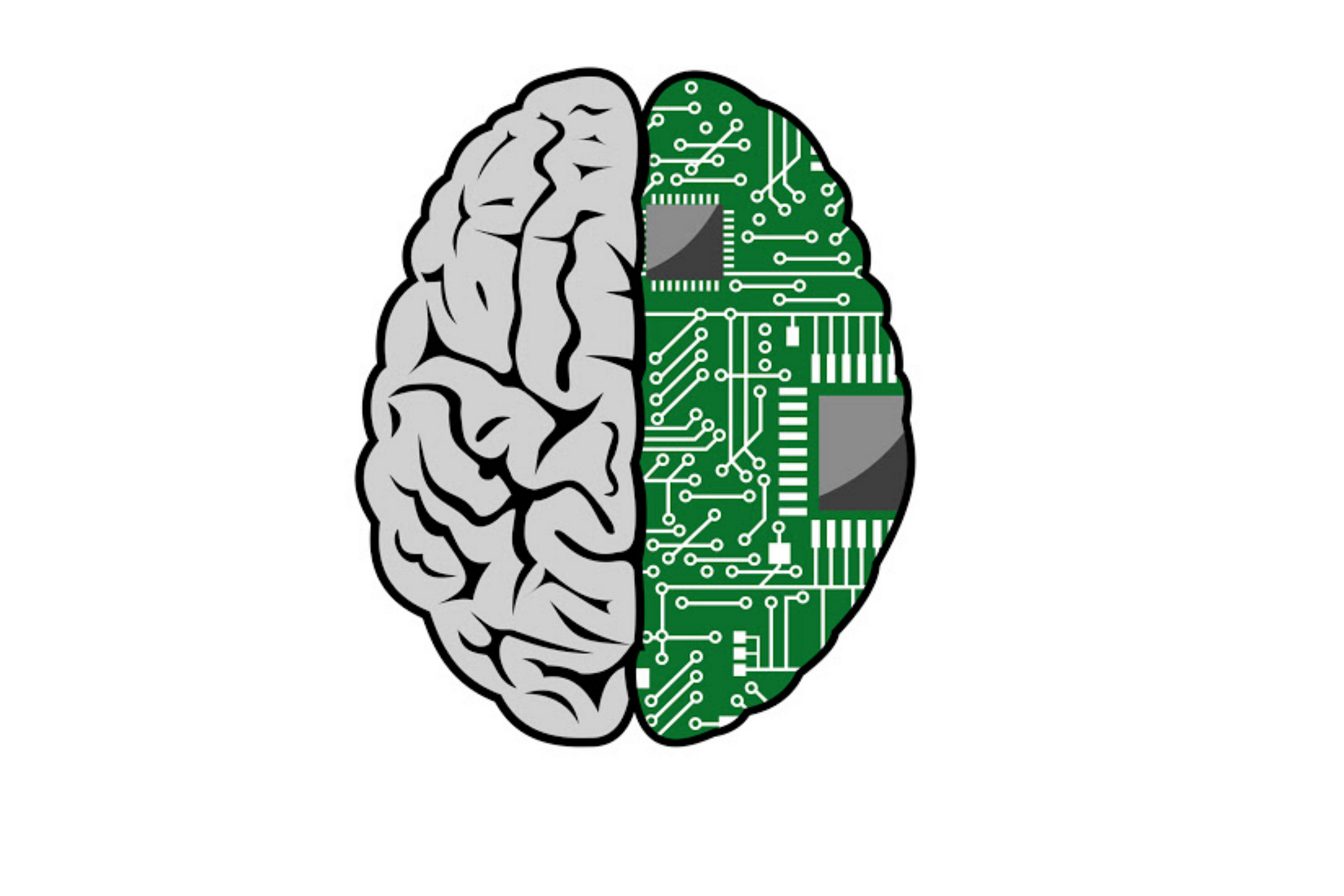 Little brain. Мозг на прозрачном фоне. Половина человеческого мозга.