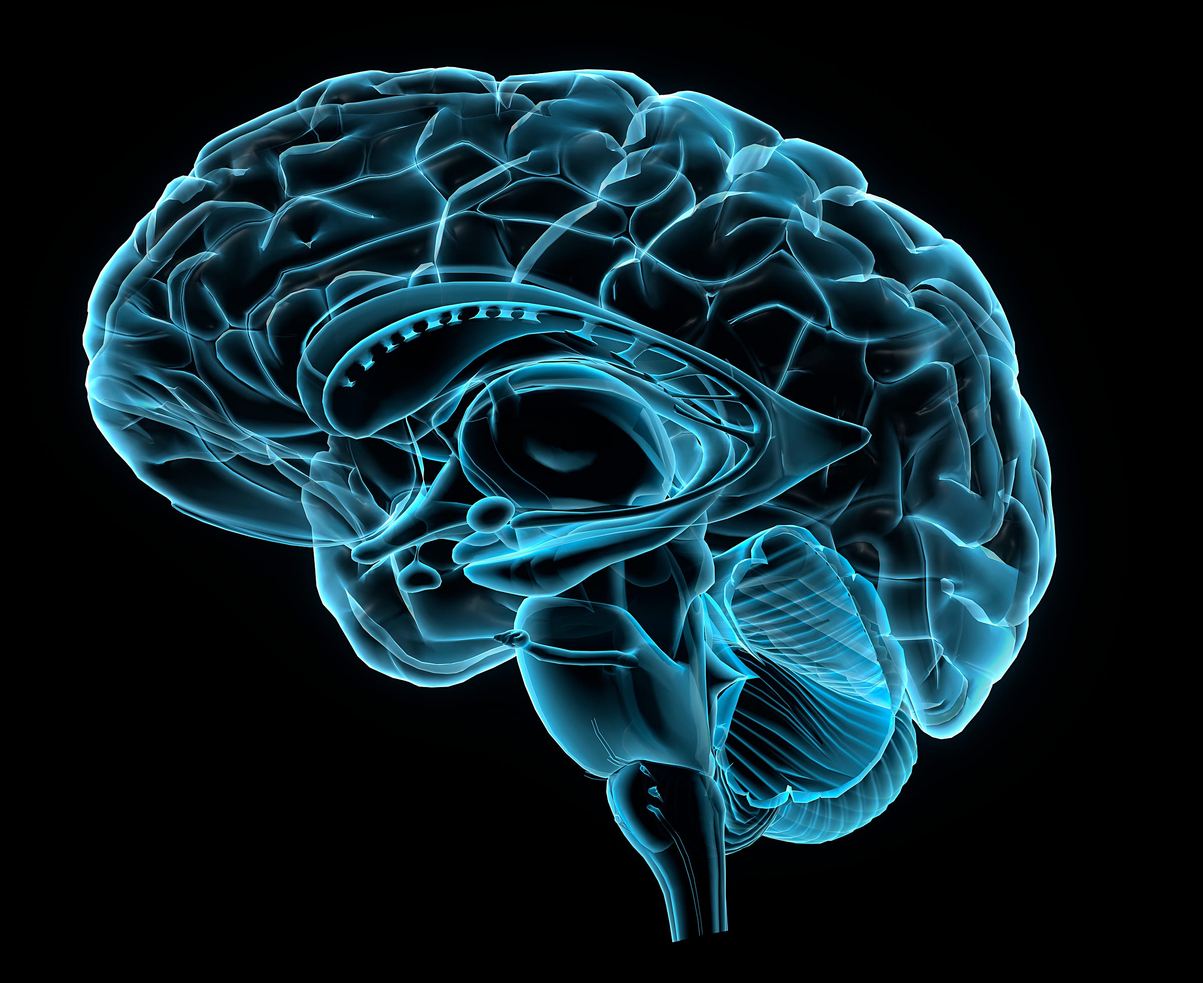 Brain 84. Гиппокамп 3д. Мозг анатомия.