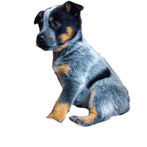 dog-names-medium