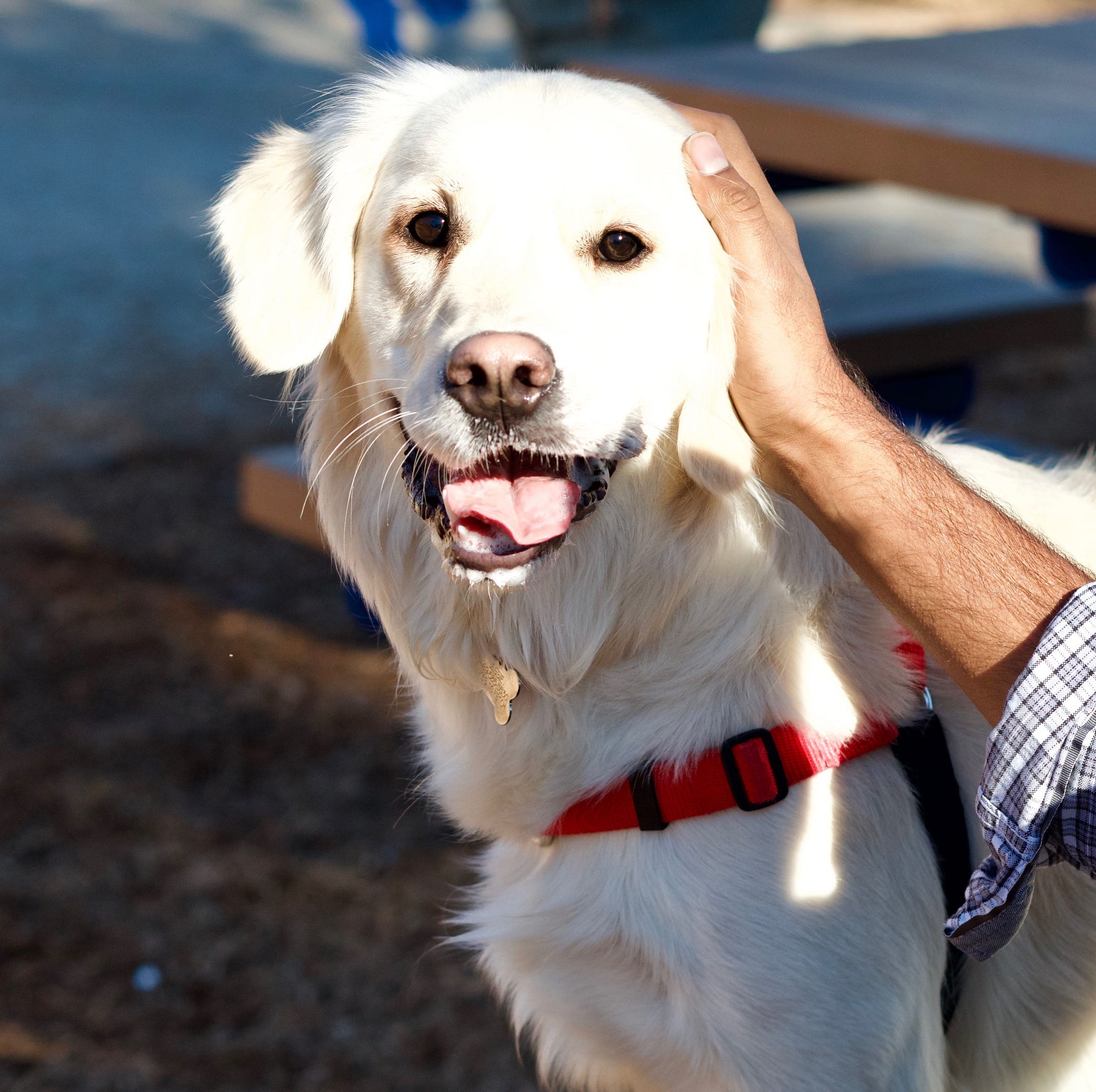 Black Dog – Medium