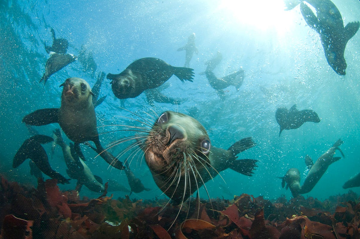 AM I A BLOB FISH? OR A SEAL? - Squeamish Seal