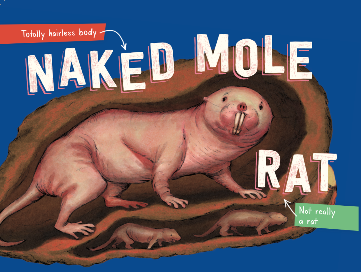 Curious About the Naked Mole Rat Medium