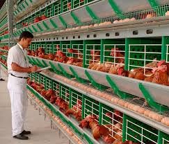 Huevos de Autoconsumo: Guía Completa para Criar Gallinas y Obtener Huevos Frescos en Casa