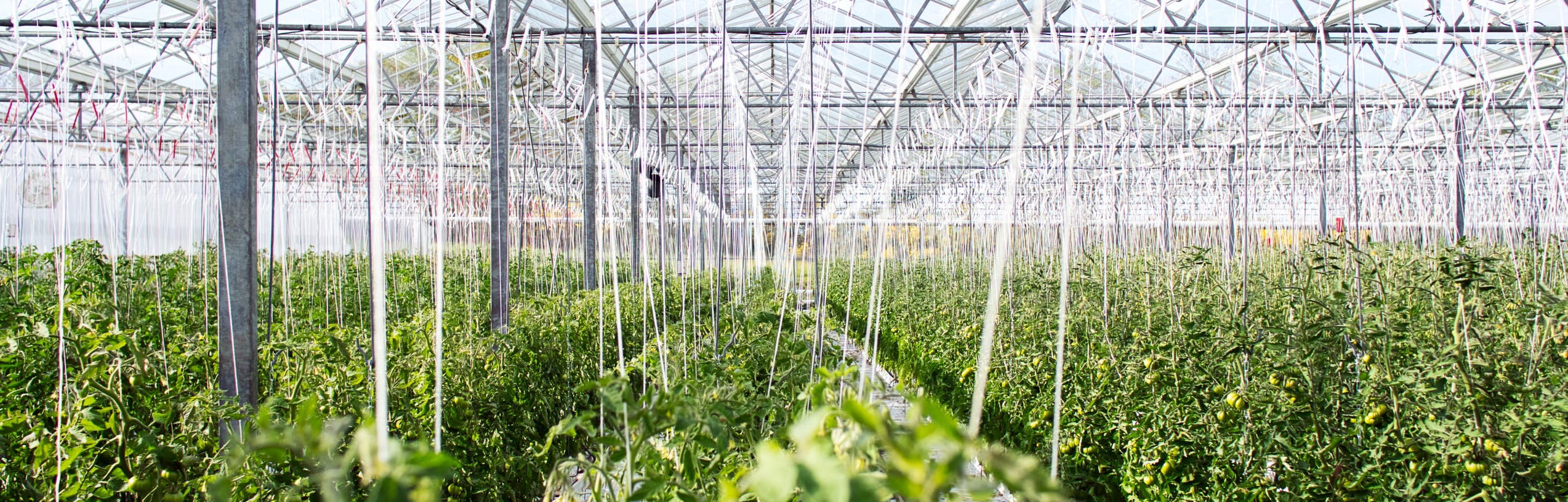 A greenhouse: rows of plants with long white watering tubes hanging down from the ceiling.