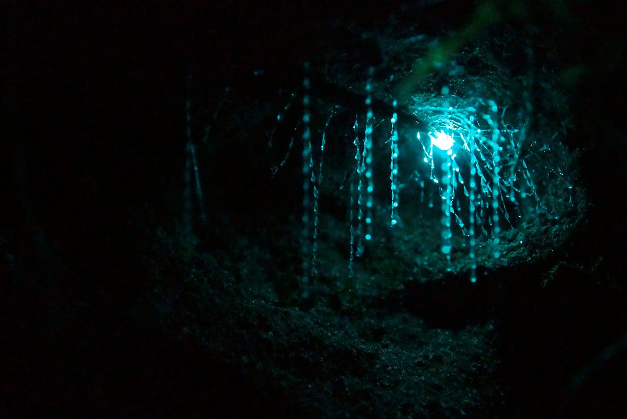 Bioluminescent Art: Creating Illuminated Masterpieces