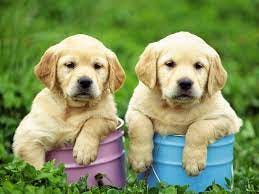 Pet clinic Holly Clinton UT