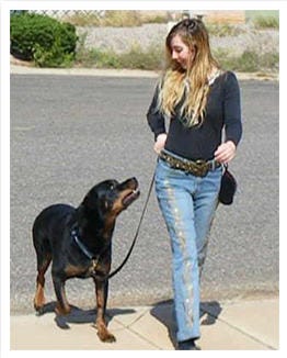 Unlocking Canine Brilliance: A Review of ‘Brain Training for Dogs by