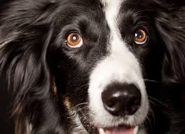The Unique Beauty of a Dog’s Eyes: Descriptive Insights