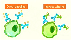 Purified Antibodies for Flow Cytometry: Applications, Validation, and Commercial Selection