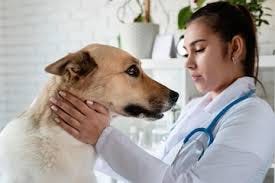 What is Parvo?
