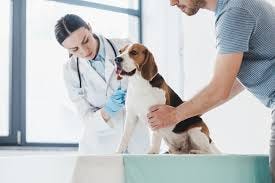 Vet clinic Boulder CO