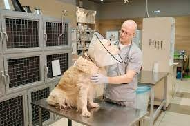 Vet Mississauga Ontario