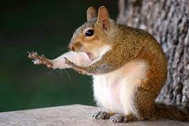 Order Rodentia