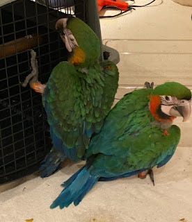 Birds For Sale Online Near Me