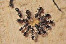 Pest Techz to Unleash Campaign on Latest Wasp Net Removal Techniques
