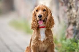 Cocker Spaniel Health Issues: Common Problems and How to Prevent Them