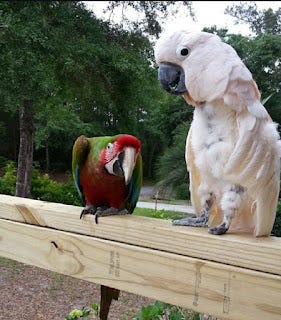 Exotic Parrots For Sale