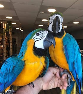 Blue And Gold Macaws For Sale Online