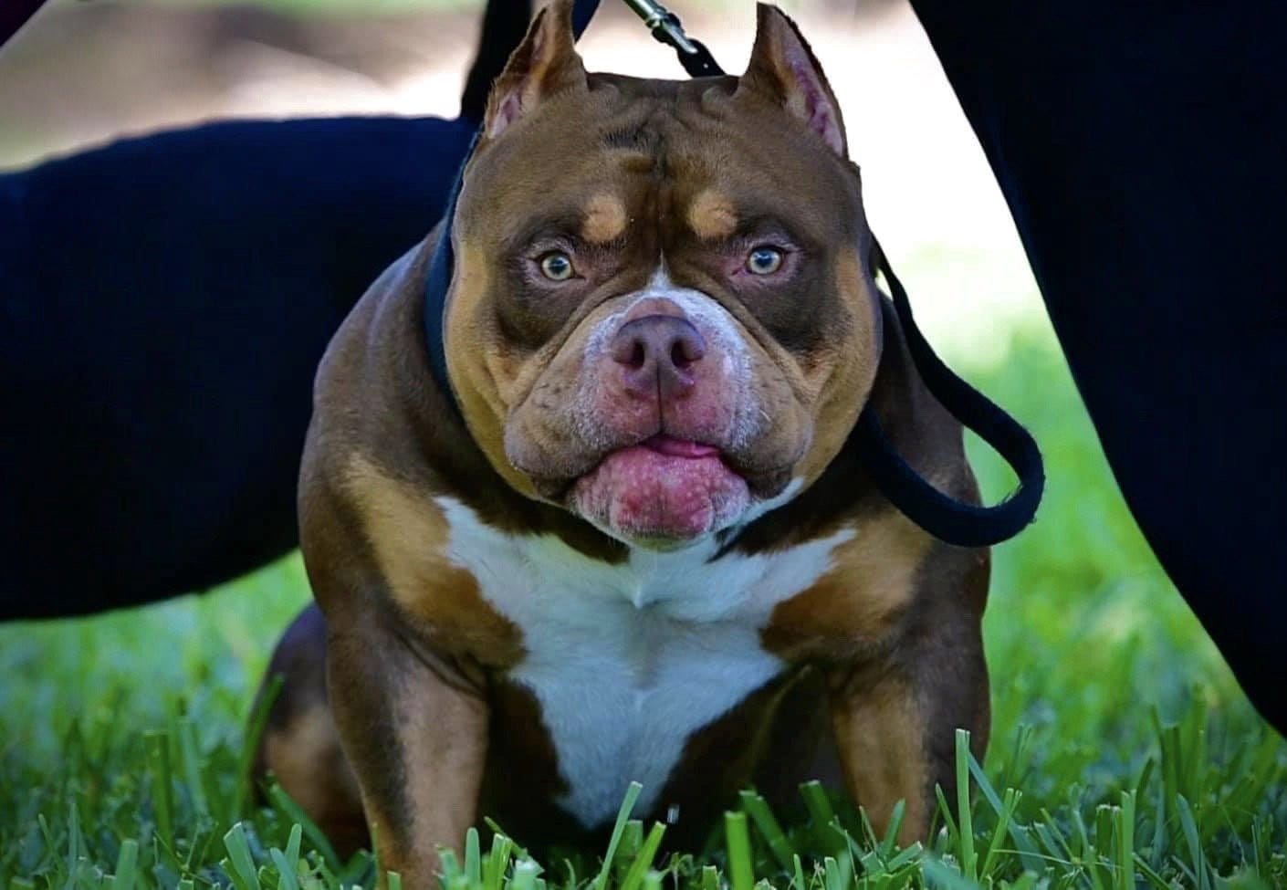 Chocolate & Lilac Pocket Bully Pups From The #1 Bloodline — Venomline in  2023