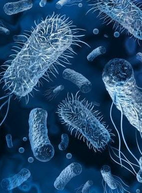 A picture of Ceramides in Ikaria Lean Belly Juice