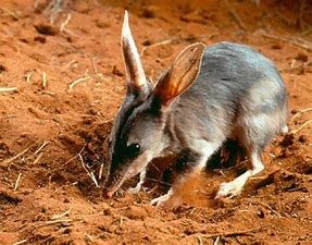 A BILBY * Image credit Wikipedia
