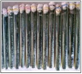 The effect of hyacinth (Eichhornia crassipes) liquid organic fertilizer fermented by Trichoderma sp.