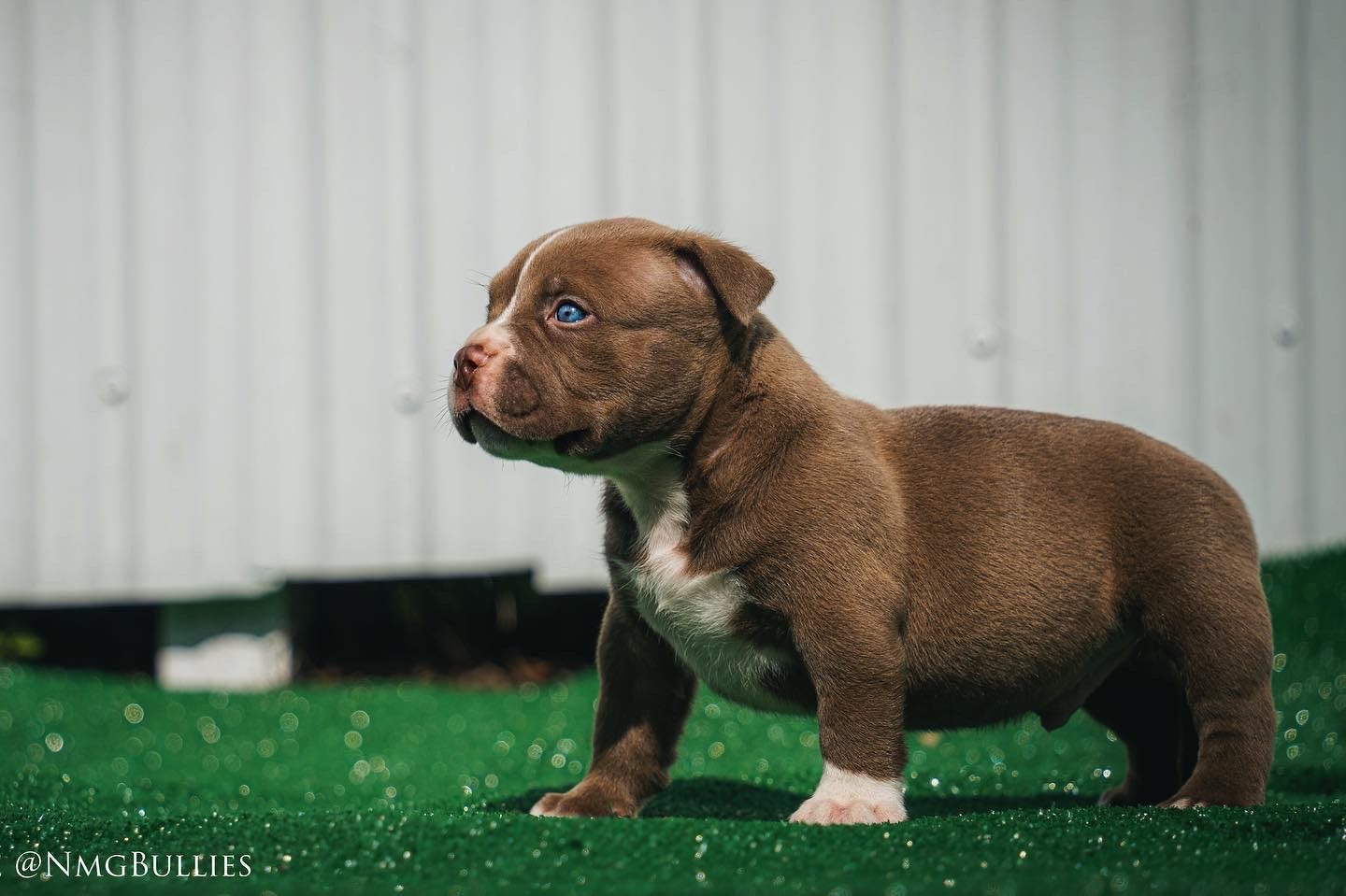 Chocolate & Lilac Pocket Bully Pups From The #1 Bloodline — Venomline in  2023