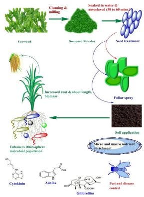 Review on Seaweed based valuable products and their applications