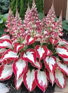 Plantain Lily Seeds | Feuilles Blanches aux Épaisses Bordures Rouges