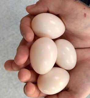 fertile hatching eggs for sale