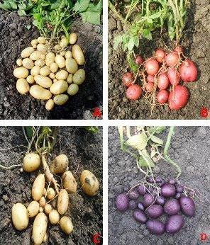 Yield Potential of Meristem-Derived Potato Varieties