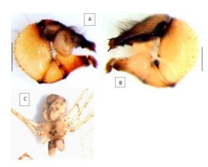 New record of spiders fauna of Khyber Pakhtunkhwa Province, (Aranei; Sparassidae; Pholcidae)…