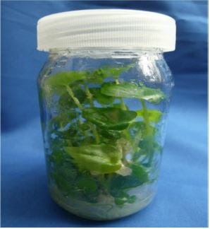 Reviving Beauty: Caladium bicolor In Vitro Regeneration