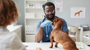 Vet Louisville KY