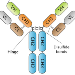 Advantages of Bioassayplus’s Paired Monoclonal Antibody for IVD